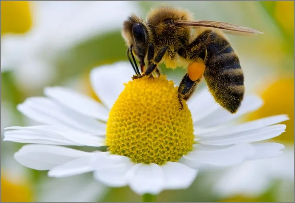 Abejas