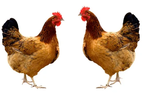 Aves