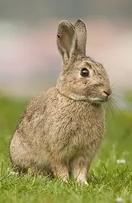 Conejo