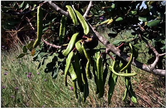 Leguminosas
