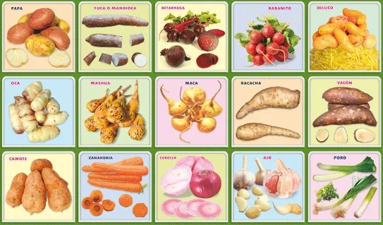 Tubérculos y raices
