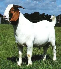 caprinos