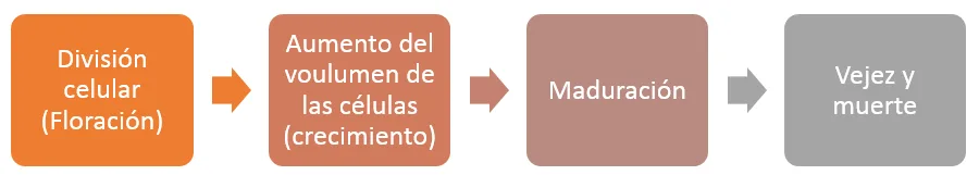 División