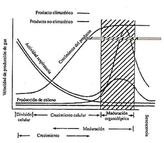 Producto climatérico